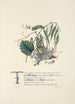 Wild thyme, vine, willows, and hazel tree - Jane Elizabeth Giraud — artwork view