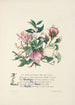 Honeysuckle ivy roses and myrtle - Jane Elizabeth Giraud — artwork view
