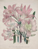 Lily Belladonna - Jane Loudon — artwork view