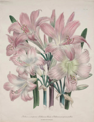 Jane Loudon - Belladonna Lily.webp
