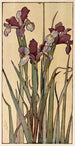 Iris Painting - Jane P. Baker — artwork view