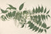 an Indian shrub with white flowers and pointed leaves - Janet Dick — artwork view