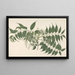 an Indian shrub with white flowers and pointed leaves - Janet Dick — framed artwork on a wall