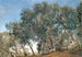 Olive Grove in Tivoli, Italy - Janus la Cour — artwork view