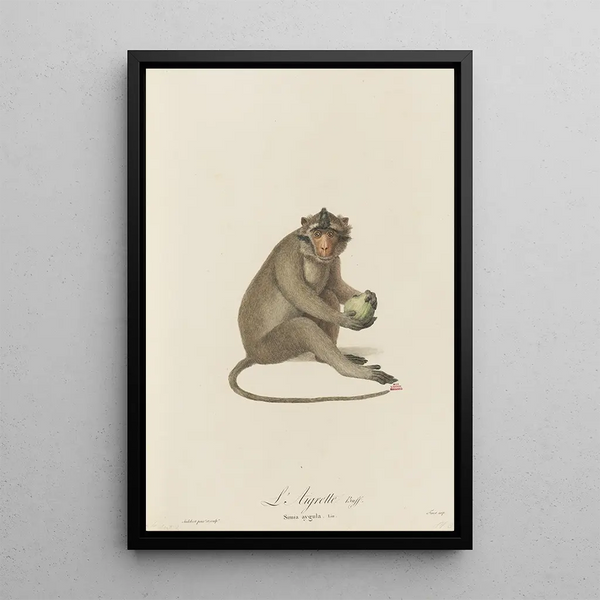 L'Aigrette - Jean-Baptiste Audebert — framed artwork on a wall