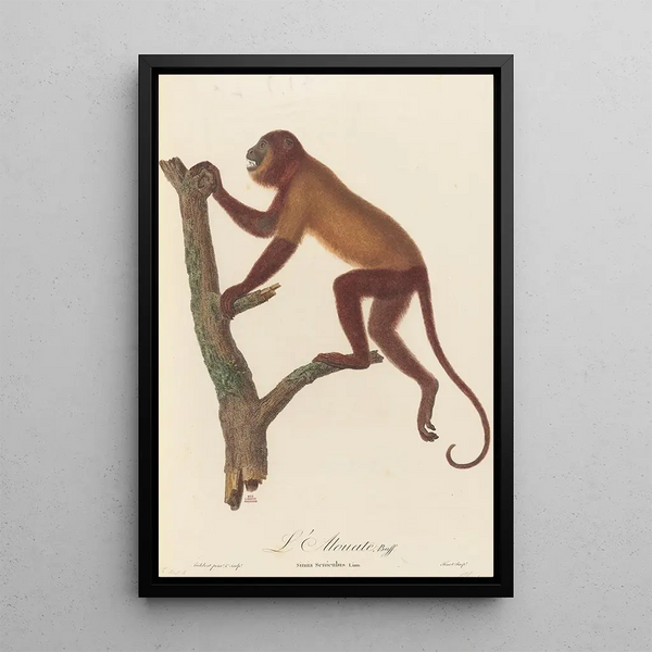 L'Alouate - Jean-Baptiste Audebert — framed artwork on a wall