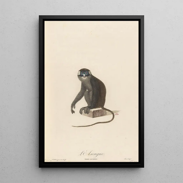 L'Ascagne - Jean-Baptiste Audebert — framed artwork on a wall