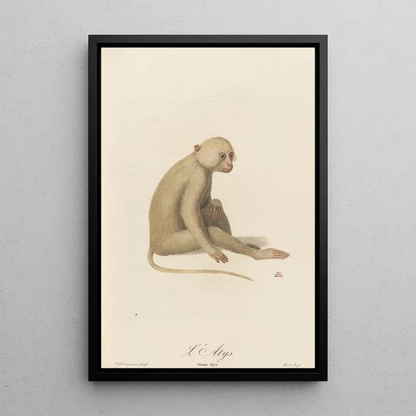 L'Atys - Jean-Baptiste Audebert — framed artwork on a wall