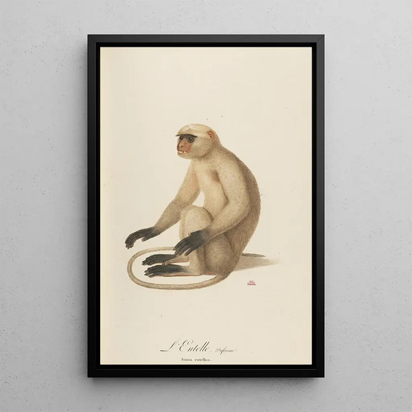 L'Entelle - Jean-Baptiste Audebert — framed artwork on a wall