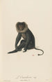 L'Ouanderou - Jean-Baptiste Audebert — artwork view
