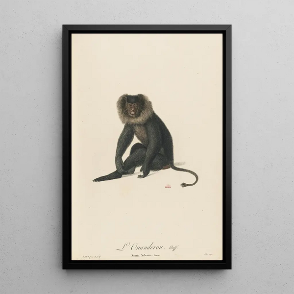 L'Ouanderou - Jean-Baptiste Audebert — framed artwork on a wall