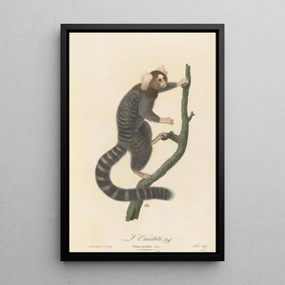 JeanBaptiste Audebert - LOuistiti.webp