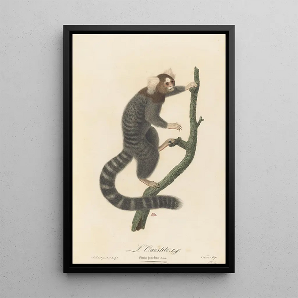 L'Ouistiti - Jean-Baptiste Audebert — framed artwork on a wall