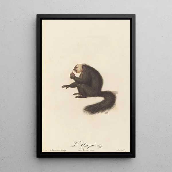 L'Yarqué - Jean-Baptiste Audebert — framed artwork on a wall