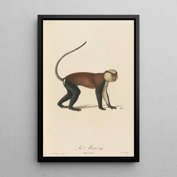 La Mone - Jean-Baptiste Audebert — framed artwork on a wall
