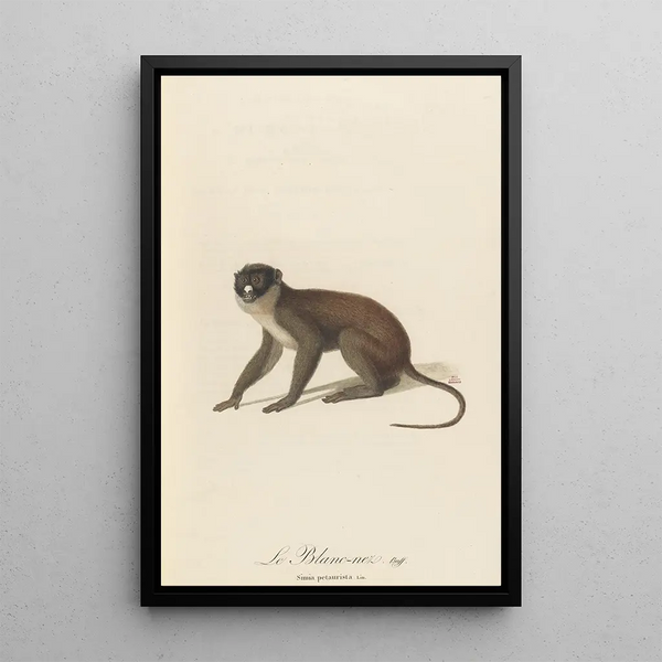 Le Blanc-Nez - Jean-Baptiste Audebert — framed artwork on a wall