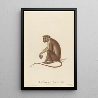 JeanBaptiste Audebert - Le Bonnet Chinois.webp