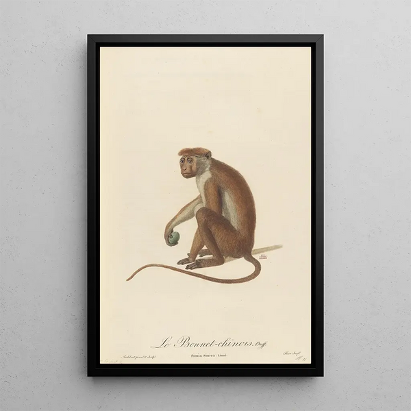The Chinese Bonnet - Jean-Baptiste Audebert — framed artwork on a wall