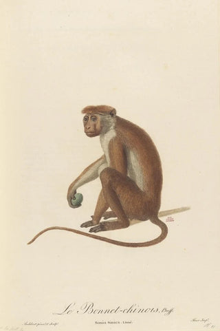 JeanBaptiste Audebert - Le Bonnet Chinois.webp