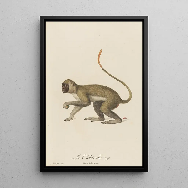Le Callitriche - Jean-Baptiste Audebert — framed artwork on a wall
