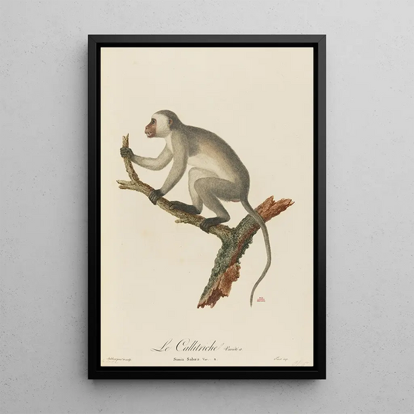 Le Callitriche variété a - Jean-Baptiste Audebert — framed artwork on a wall