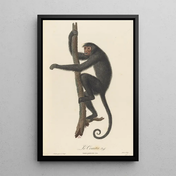 Le Coaïta - Jean-Baptiste Audebert — framed artwork on a wall