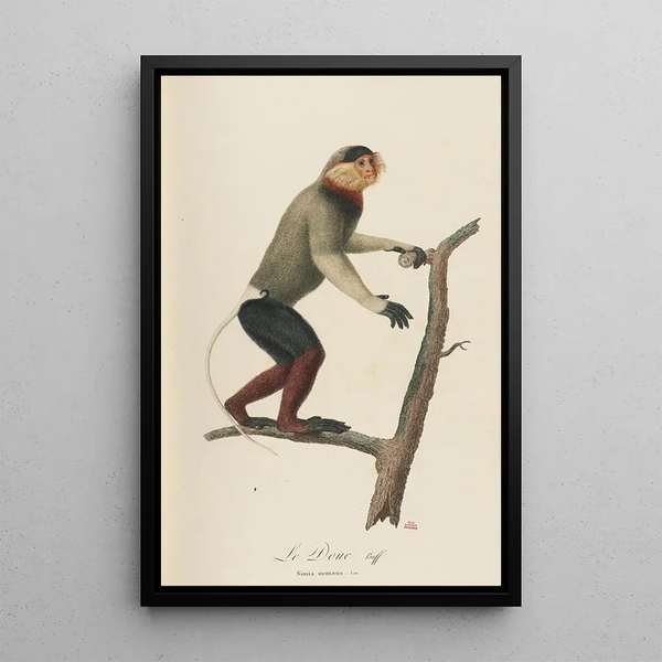 Le Douc - Jean-Baptiste Audebert — framed artwork on a wall