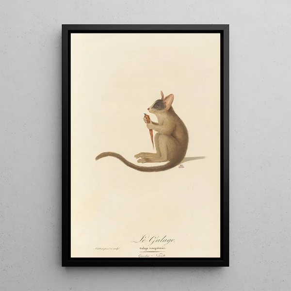Le Galago - Jean-Baptiste Audebert — framed artwork on a wall