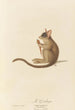 Le Galago - Jean-Baptiste Audebert — artwork view
