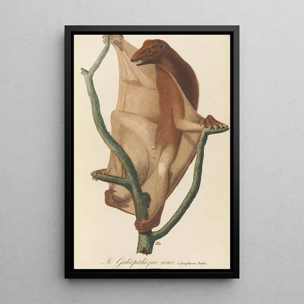 The Red Galapithecus - Jean-Baptiste Audebert — framed artwork on a wall