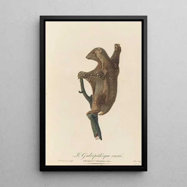 The Galopithèque varié - Jean-Baptiste Audebert — framed artwork on a wall
