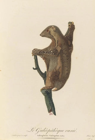 JeanBaptiste Audebert - Le Galopithque varie.webp