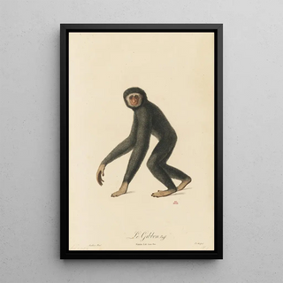 JeanBaptiste Audebert - Le Gibbon.webp