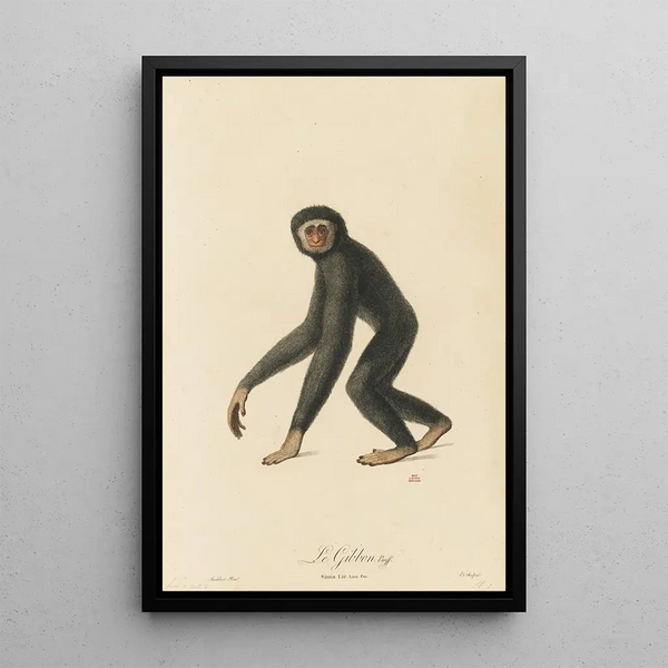 The Gibbon - Jean-Baptiste Audebert — framed artwork on a wall