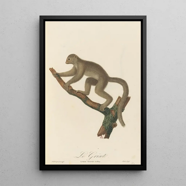 Le Griset - Jean-Baptiste Audebert — framed artwork on a wall