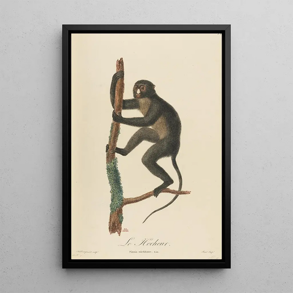 The Hocheur - Jean-Baptiste Audebert — framed artwork on a wall
