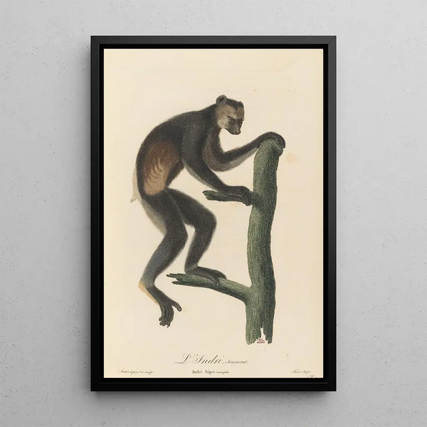 L'Indri - Jean-Baptiste Audebert — framed artwork on a wall
