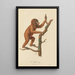 The Jocko - Jean-Baptiste Audebert — framed artwork on a wall