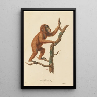 JeanBaptiste Audebert - Le Jocko.webp