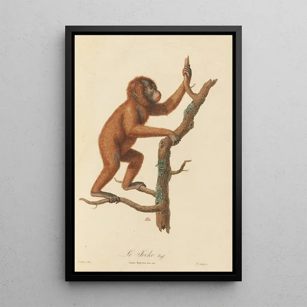 The Jocko - Jean-Baptiste Audebert — framed artwork on a wall