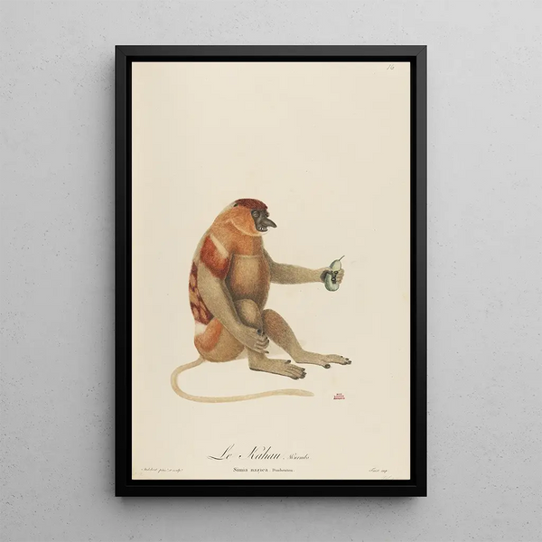 Le Kahau - Jean-Baptiste Audebert — framed artwork on a wall