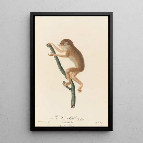 The Gray Loris - Jean-Baptiste Audebert — framed artwork on a wall