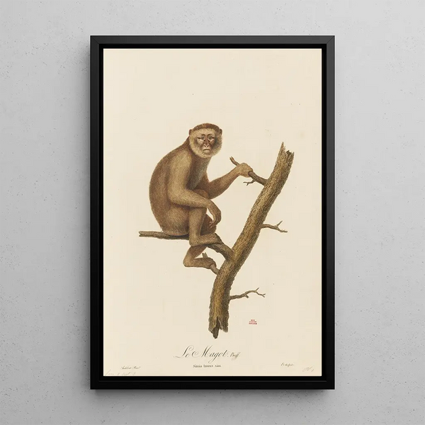 The Magot - Jean-Baptiste Audebert — framed artwork on a wall