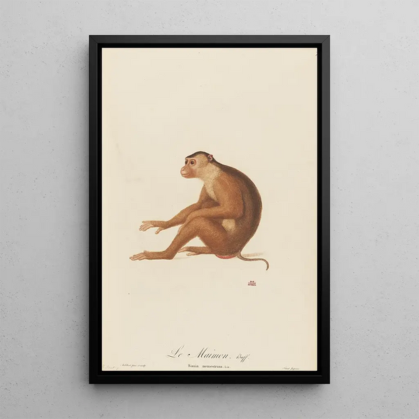 Le Maimon - Jean-Baptiste Audebert — framed artwork on a wall