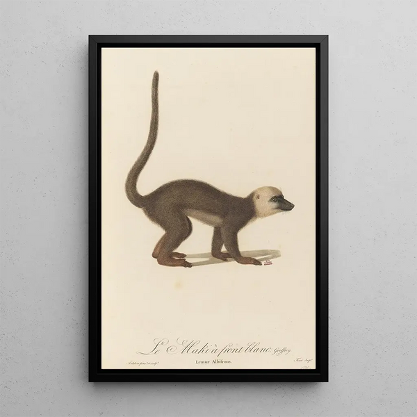 Le Maki front blanc - Jean-Baptiste Audebert — framed artwork on a wall