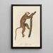The Red Maki - Jean-Baptiste Audebert — framed artwork on a wall