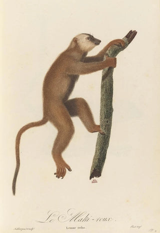 JeanBaptiste Audebert - Le Maki roux.webp