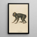 The Mandrill - Jean-Baptiste Audebert — framed artwork on a wall