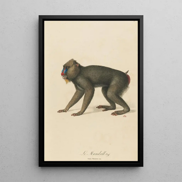 The Mandrill - Jean-Baptiste Audebert — framed artwork on a wall