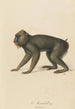 The Mandrill - Jean-Baptiste Audebert — artwork view